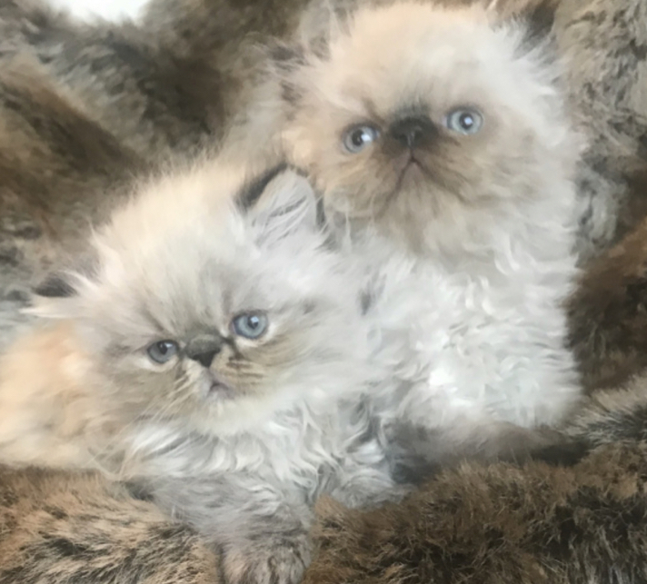 white persian kittens for sale