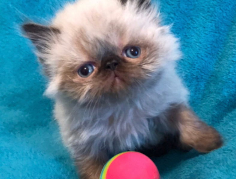 Khloe s Kittens  Persian kittens  for sale Himalayan 